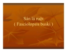 Bài giảng Sán lá ruột (Fasciolopsis buski)