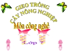 Bài giảng Công nghệ 7 bài 16: Gieo trồng cây nông nghiệp