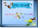 Bài giảng Công nghệ 7 bài 21: Luân canh, xen canh, tăng vụ