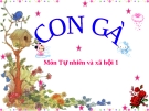 Bài giảng TNXH 1 bài 26: Con gà