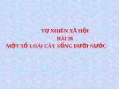 Bài 26: Một số loài cây sống dưới nước - Bài giảng điện tử Tự nhiên Xã hội 2 - T.B.Minh
