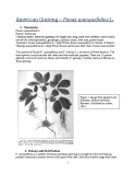 American Ginseng – Panax quinquefolius L