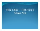 Mộc Châu - Tình yêu muôn nơi