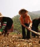 Tiểu luận: Phương thức sinh kế của người Ca Dong tại khu tái định cư thủy điện Đắk Đrinh – Quảng Ngãi