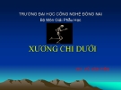 Bài giảng Xương chi dưới - GV. Vũ Văn Tiến