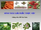 Bài giảng Hình thái giải phẫu thực vật - GV. Đỗ Văn Tuân