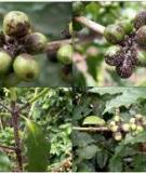 Bệnh cây trồng do dinh dưỡng và các độc chất