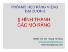 Bài giảng Phôi - Mô học răng miệng đại cương: Hình thành các mô răng - NGND.GS.BS .Hoàng Tử Hùng