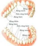 Bộ răng Vĩnh viễn - TS. Bùi Thanh Hải