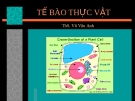 Bài giảng Tế bào thực vật - ThS. Vũ Vân Anh