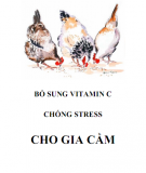 Vitamin C và cách bổ sung chống stress cho gia cầm: Phần 1