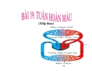 Bài giảng Sinh học 11 bài 19: Tuần hoàn máu (tiếp theo)