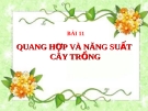 Bài giảng Sinh học 11 bài 11: Quang hợp và năng suất cây trồng