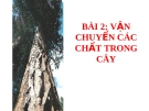 Bài giảng Sinh học 11 bài 2: Vận chuyển các chất trong cây