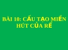 Bài giảng Sinh học 6 bài 10: Cấu tạo miền hút của rễ