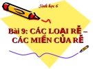 Bài giảng Sinh học 6 bài 9: Các loại rễ các miền của rễ