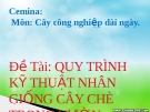 Bài thuyết trình: Quy trình kỹ thuật nhân giống cây chè