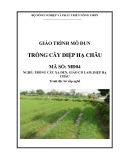 Giáo trình Trồng cây diệp hạ châu - MĐ04: Trồng cây xạ đen, giảo cổ lam, diệp hạ châu