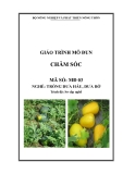 Giáo trình Chăm sóc - MĐ03: Trồng dưa hấu, dưa bở