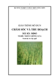 Giáo trình Chăm sóc và thu hoạch - MĐ03: Nhân giống lúa