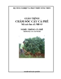 Giáo trình Chăm sóc cây cà phê - MĐ03: Trồng cà phê