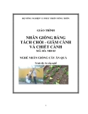 Giáo trình Nhân giống bằng tách chồi, giâm cành và chiết cành - MĐ03: Nhân giống cây ăn quả