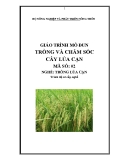 Giáo trình Trồng và chăm sóc cây lúa cạn - MĐ02: Trồng lúa cạn