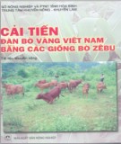 Giống bò Zebu và sự cải tiến đàn bò vàng Việt Nam: Phần 2