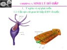 Bài giảng Sinh lý động vật: Chương 3: Sinh lý hô hấp