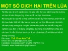 Một số dịch hại trên lúa - ThS. Phan Anh Thế