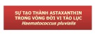 Bài thuyết trình: Sự tạo thành Astaxanthin trong vòng đời vi tảo lục Haematococcus Pluvialis