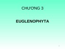 Bài giảng Chương 3: Euglenophyta (Nhóm Tảo mắt)