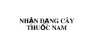 Bài giảng Nhận dạng cây thuốc nam