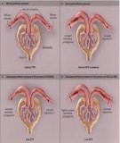 Bài giảng Bệnh ống thận mô kẽ - Huỳnh Thị Nguyễn Nghĩa