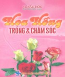 Kỹ thuật Trồng và chăm sóc Hoa hồng: Phần 2