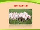 Bài giảng Bệnh suyễn lợn