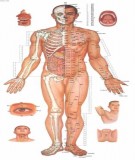 Cách sử dụng kích - du/nguyên huyệt trên cùng một đường kinh