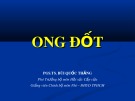 Bài giảng Ong đốt - PGS.TS. Bùi Quốc Thắng