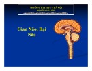 Bài giảng Gian não, đại não - ĐH Y Hà Nội