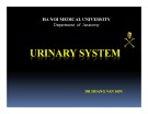 Bài giảng Urinary system - BS. Hoàng Văn Sơn