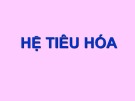 Bài giảng Hệ tiêu hóa.