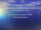 Bài giảng Ngành động vật có xoang giả (Xoang nguyên sinh): Nhóm ngành giun tròn (Nemathelminthes)