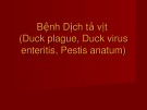 Bài giảng Bệnh dịch tả vịt (Duck plague, Duck virus enteritis, Pestis anatum)