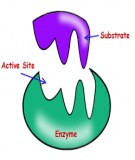 Phân loại enzyme