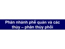 Bài giảng Phân nhánh phế quản và các thùy – phân thùy phổi