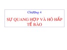 Bài giảng Sinh học đại cương: Chương 4 - Nguyễn Thị Diệu Hạnh