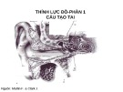 Bài giảng Thính lực đồ: Phần 1 - Cấu tạo tai