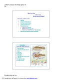 Bài giảng Ngư loại học - Lê Mạnh Dũng
