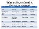 Bài giảng Chương 5: Phân loại học côn trùng