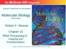 Lecture Molecular biology (Fifth Edition): Chapter 15 - Robert F. Weaver